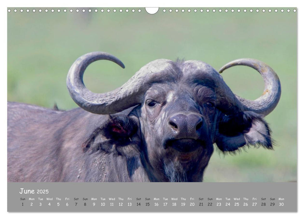 Kenya's Wildlife up close (CALVENDO Monthly Calendar 2025)