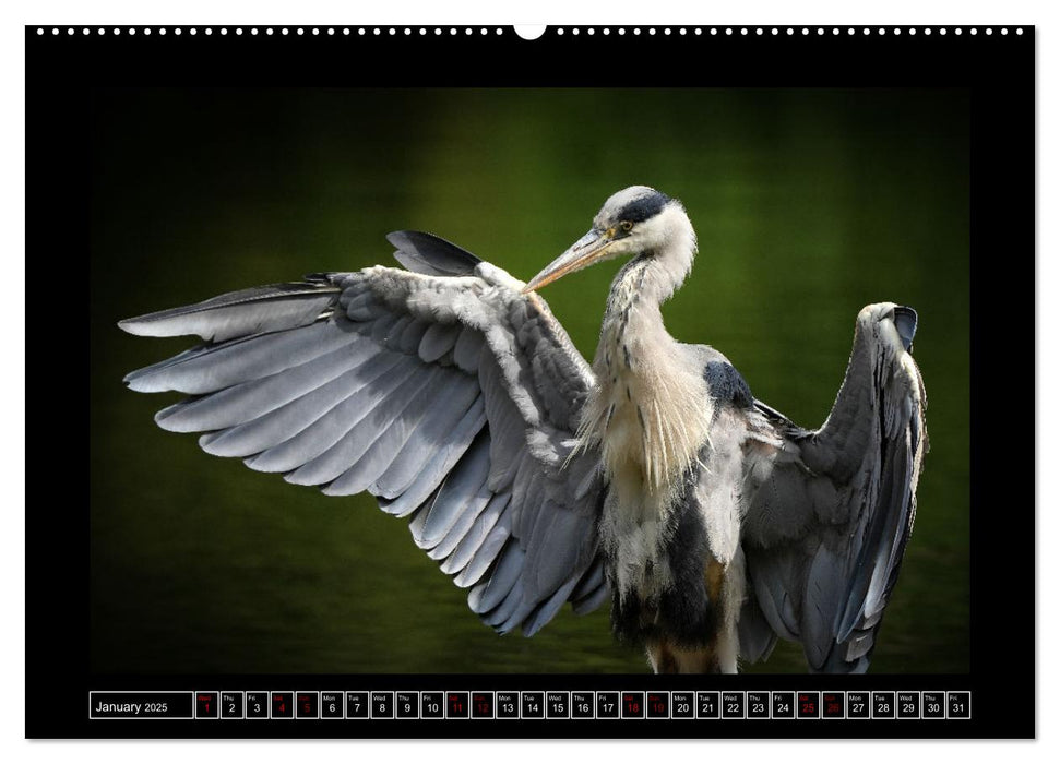 The heron parade (CALVENDO Monthly Calendar 2025)