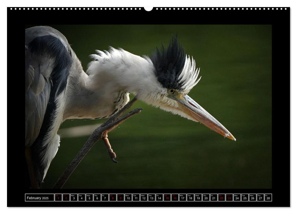 The heron parade (CALVENDO Monthly Calendar 2025)