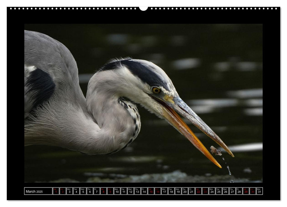 The heron parade (CALVENDO Monthly Calendar 2025)