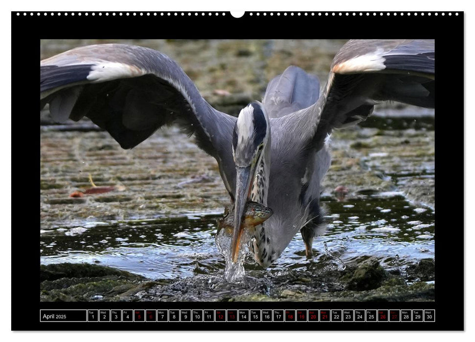 The heron parade (CALVENDO Monthly Calendar 2025)