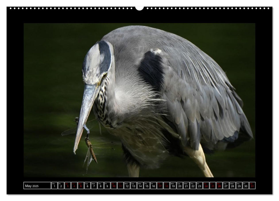 The heron parade (CALVENDO Monthly Calendar 2025)