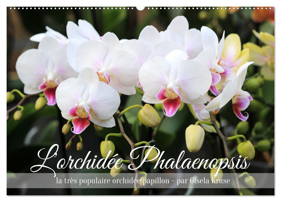 L'orchidée Phalaenopsis (CALVENDO Calendrier mensuel 2025)