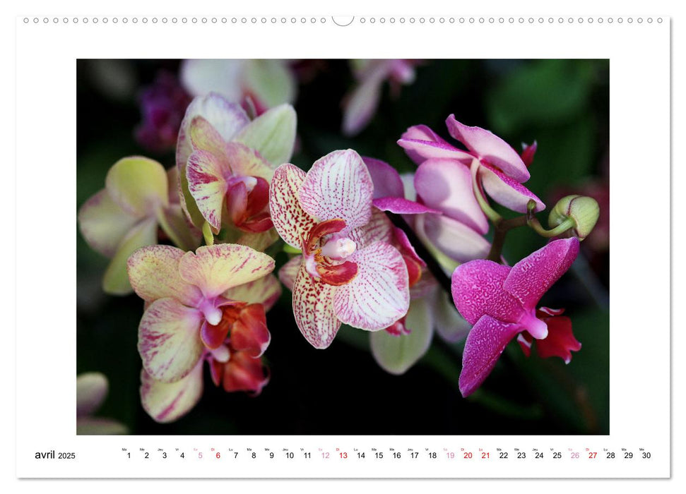 L'orchidée Phalaenopsis (CALVENDO Calendrier mensuel 2025)