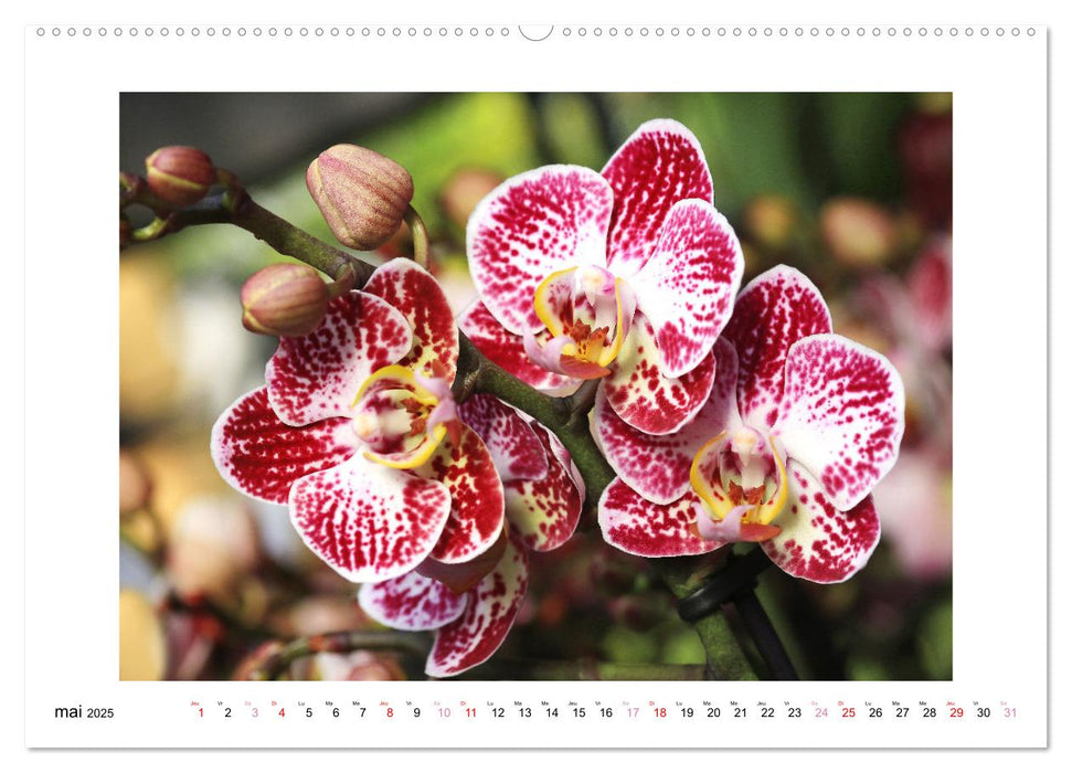 L'orchidée Phalaenopsis (CALVENDO Calendrier mensuel 2025)