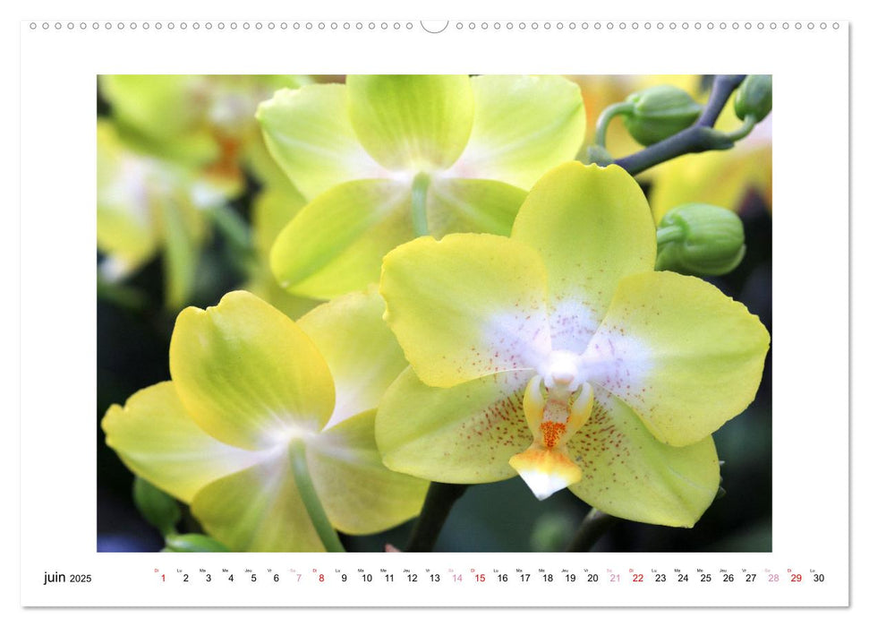 L'orchidée Phalaenopsis (CALVENDO Calendrier mensuel 2025)