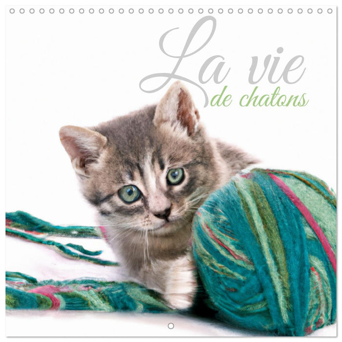 La vie de chatons (CALVENDO Calendrier mensuel 2025)