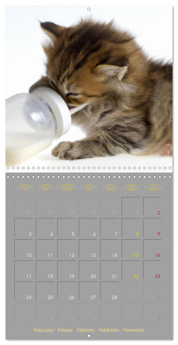 La vie de chatons (CALVENDO Calendrier mensuel 2025)