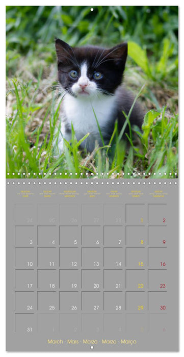 La vie de chatons (CALVENDO Calendrier mensuel 2025)