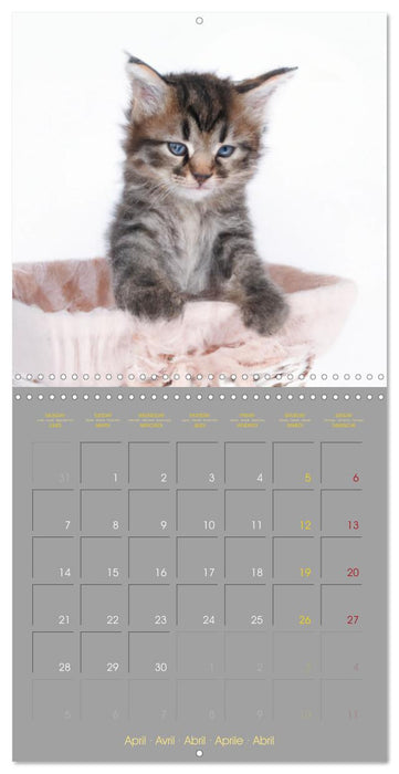 La vie de chatons (CALVENDO Calendrier mensuel 2025)