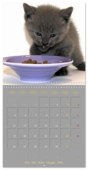 La vie de chatons (CALVENDO Calendrier mensuel 2025)