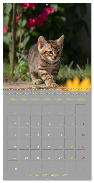 La vie de chatons (CALVENDO Calendrier mensuel 2025)