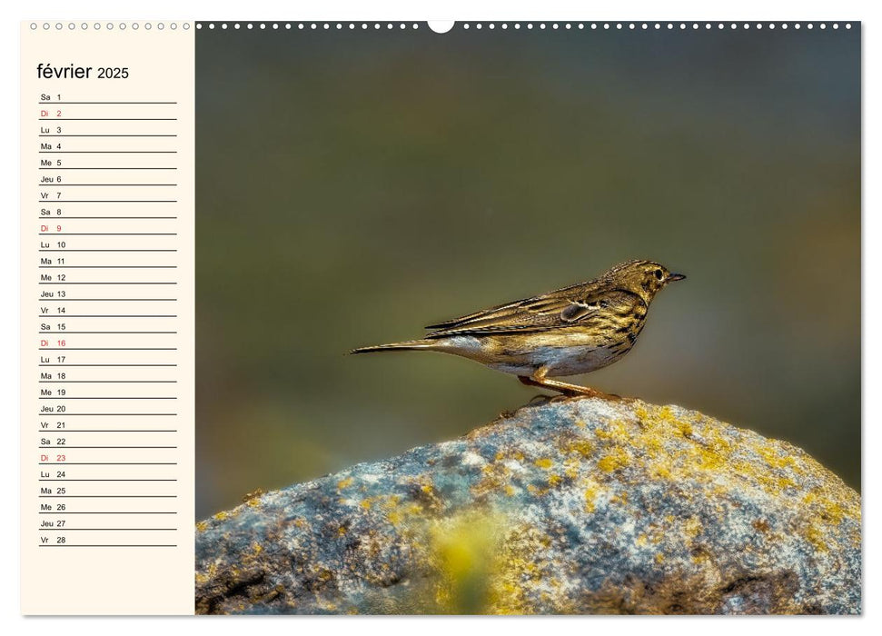 Notre nature sauvage, les passereaux d'Europe (CALVENDO Calendrier mensuel 2025)