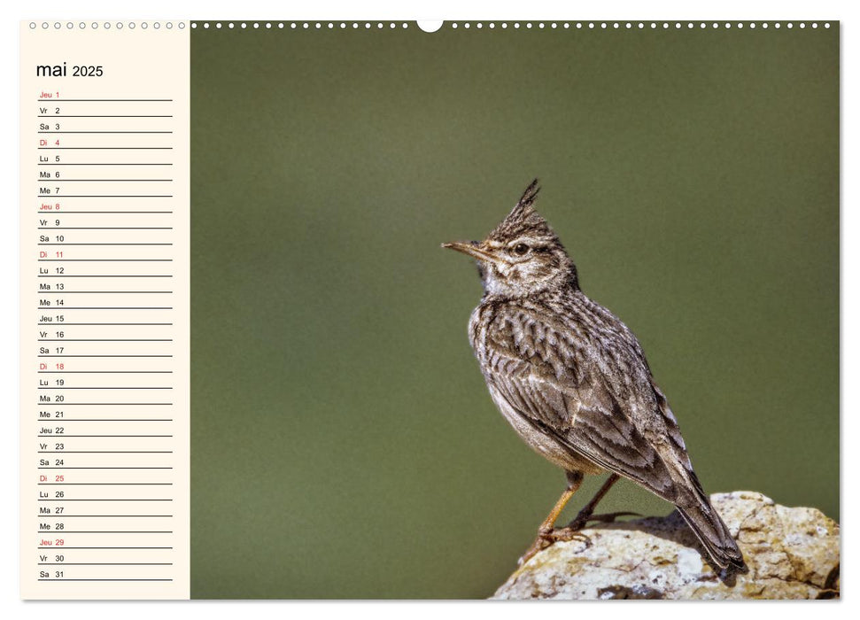 Notre nature sauvage, les passereaux d'Europe (CALVENDO Calendrier mensuel 2025)