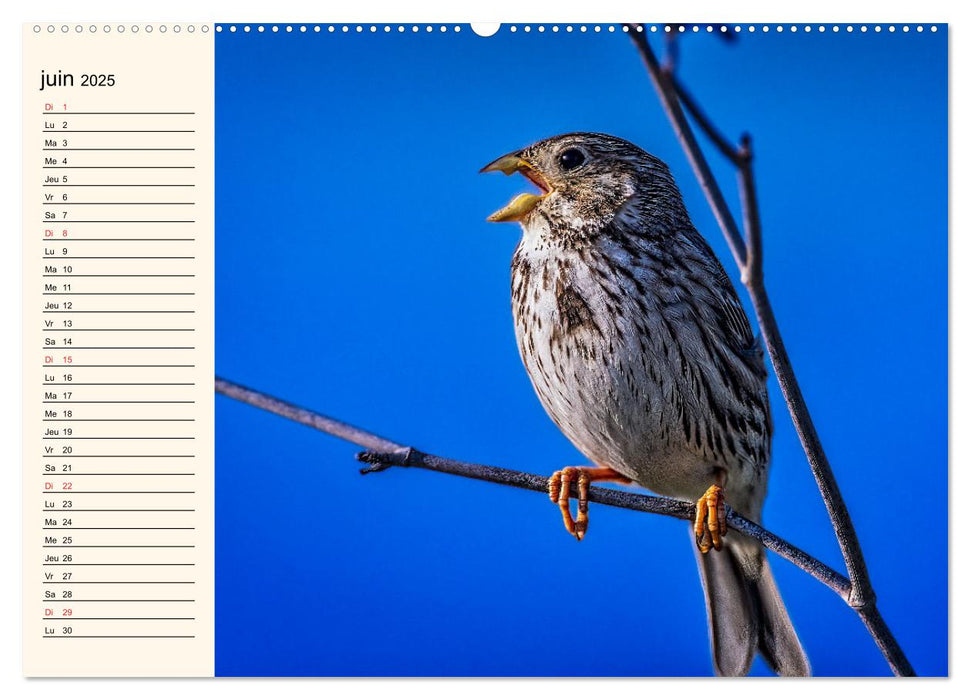 Notre nature sauvage, les passereaux d'Europe (CALVENDO Calendrier mensuel 2025)