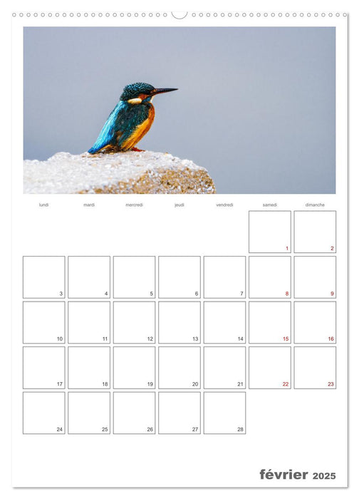 Notre nature sauvage, oiseaux aquatiques d'Europe (CALVENDO Calendrier mensuel 2025)