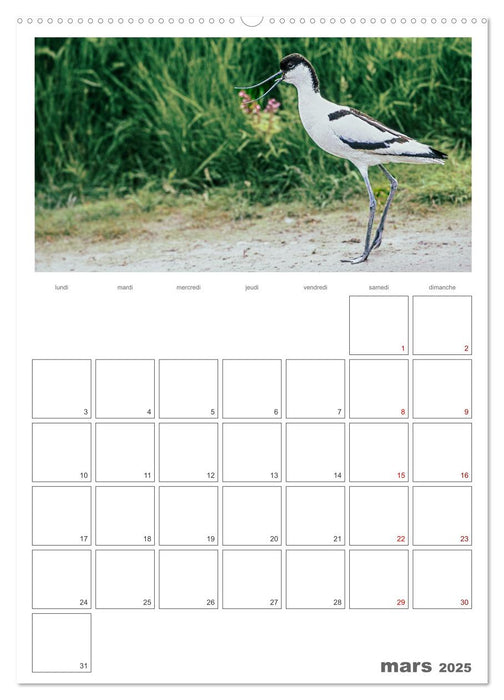 Notre nature sauvage, oiseaux aquatiques d'Europe (CALVENDO Calendrier mensuel 2025)