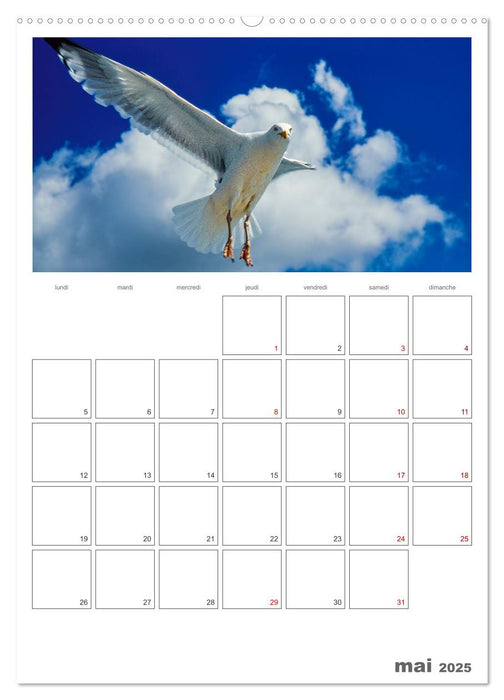 Notre nature sauvage, oiseaux aquatiques d'Europe (CALVENDO Calendrier mensuel 2025)