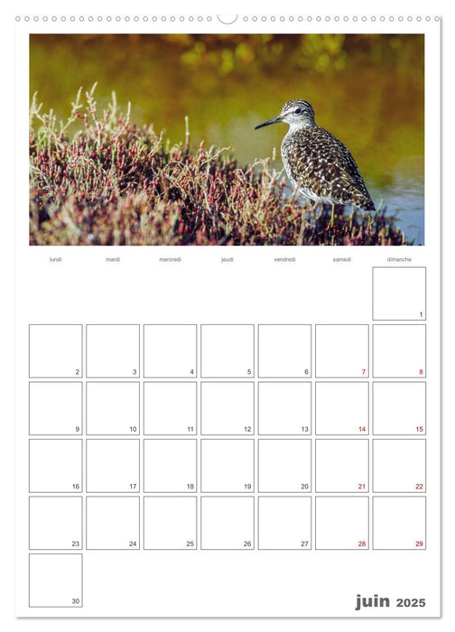 Notre nature sauvage, oiseaux aquatiques d'Europe (CALVENDO Calendrier mensuel 2025)