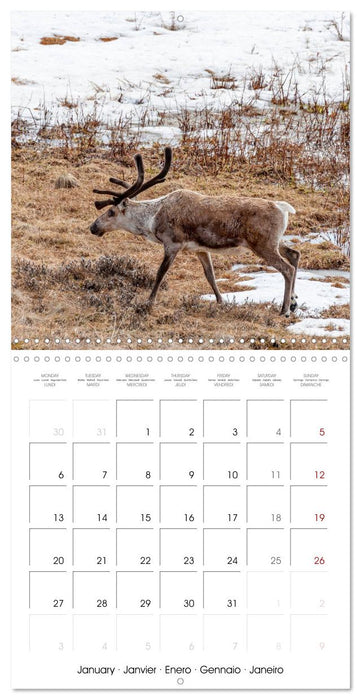 Wildlife in Alaska (CALVENDO Monthly Calendar 2025)