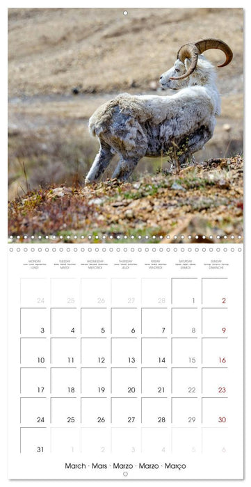 Wildlife in Alaska (CALVENDO Monthly Calendar 2025)