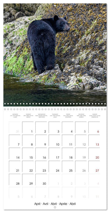 Wildlife in Alaska (CALVENDO Monthly Calendar 2025)