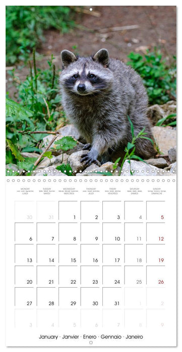 WILDLIFE of the GREAT PLAINS (CALVENDO Monthly Calendar 2025)