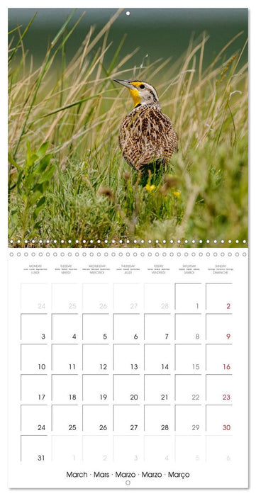 WILDLIFE of the GREAT PLAINS (CALVENDO Monthly Calendar 2025)