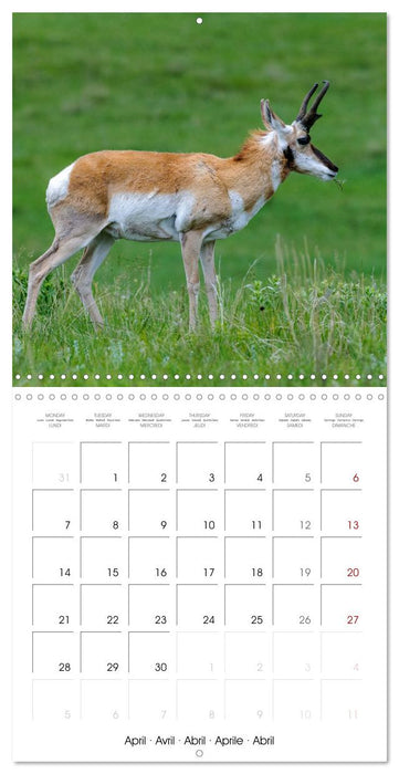 WILDLIFE of the GREAT PLAINS (CALVENDO Monthly Calendar 2025)