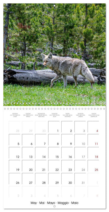 WILDLIFE of the GREAT PLAINS (CALVENDO Monthly Calendar 2025)