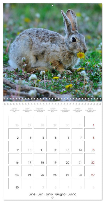 WILDLIFE of the GREAT PLAINS (CALVENDO Monthly Calendar 2025)