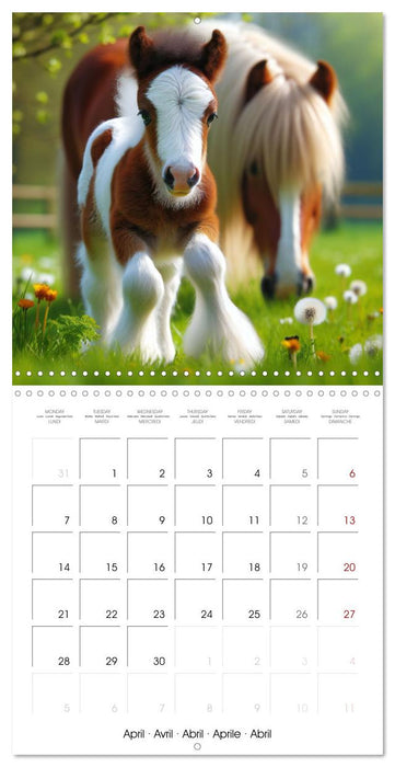 The majestic beauty of Gypsy Vanner (CALVENDO Monthly Calendar 2025)