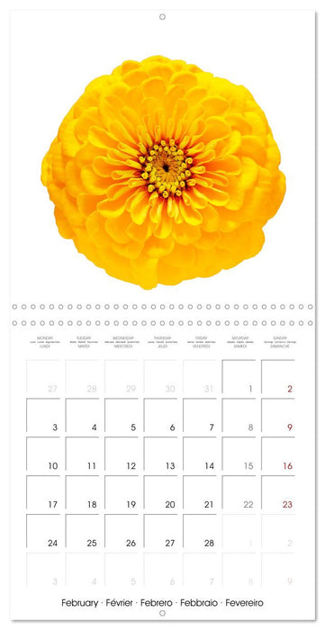 Beautiful Zinnias (CALVENDO Monthly Calendar 2025)