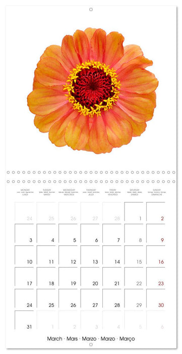 Beautiful Zinnias (CALVENDO Monthly Calendar 2025)