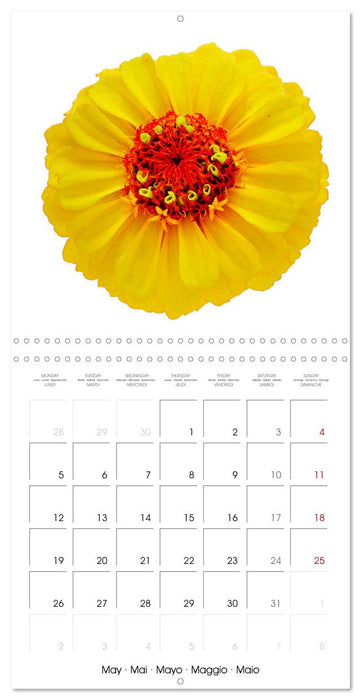 Beautiful Zinnias (CALVENDO Monthly Calendar 2025)