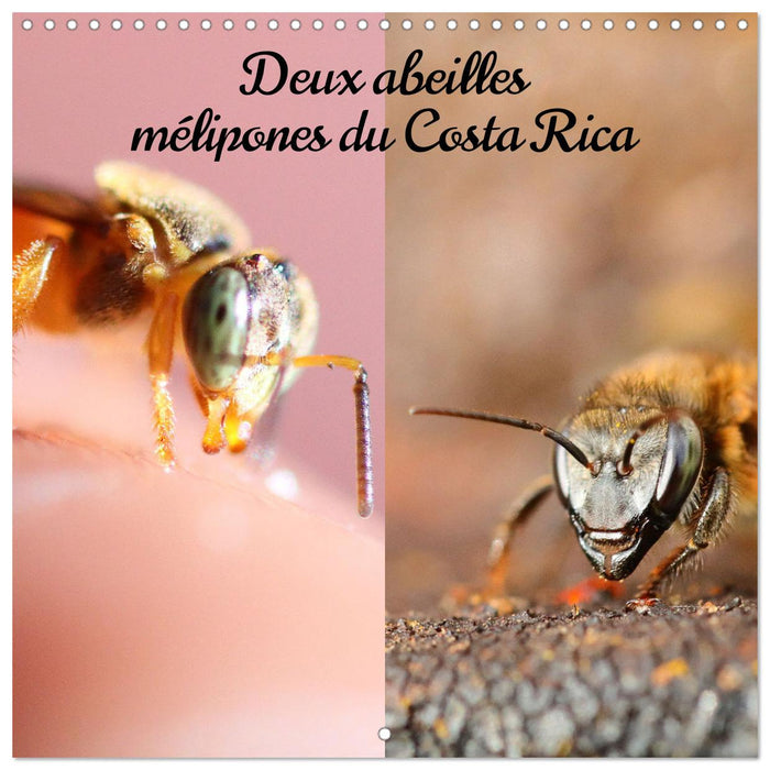 Deux abeilles mélipones du Costa Rica (CALVENDO Calendrier mensuel 2025)