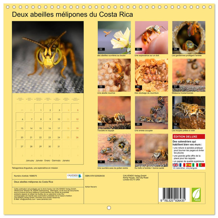 Deux abeilles mélipones du Costa Rica (CALVENDO Calendrier mensuel 2025)