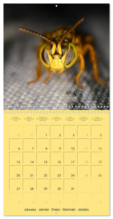 Deux abeilles mélipones du Costa Rica (CALVENDO Calendrier mensuel 2025)