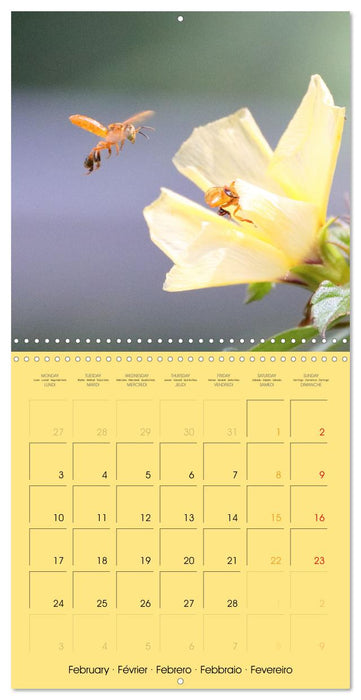 Deux abeilles mélipones du Costa Rica (CALVENDO Calendrier mensuel 2025)