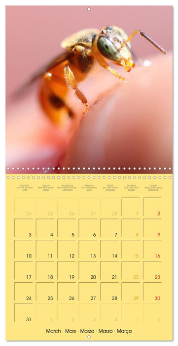 Deux abeilles mélipones du Costa Rica (CALVENDO Calendrier mensuel 2025)