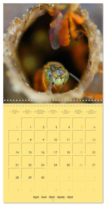 Deux abeilles mélipones du Costa Rica (CALVENDO Calendrier mensuel 2025)