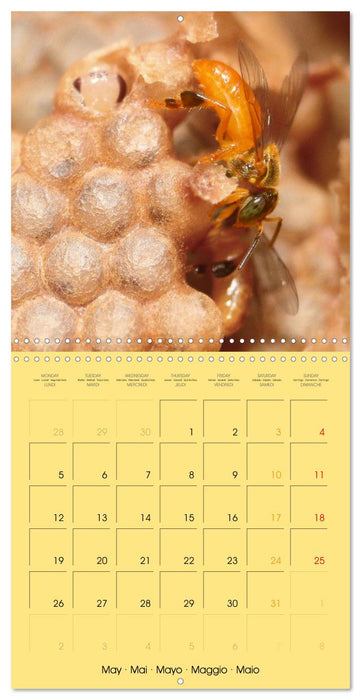 Deux abeilles mélipones du Costa Rica (CALVENDO Calendrier mensuel 2025)