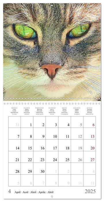 Expressive cat faces. Fascinating character cats very close (CALVENDO Monthly Calendar 2025)