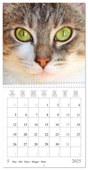 Expressive cat faces. Fascinating character cats very close (CALVENDO Monthly Calendar 2025)