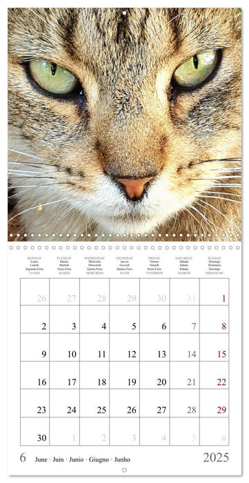 Expressive cat faces. Fascinating character cats very close (CALVENDO Monthly Calendar 2025)