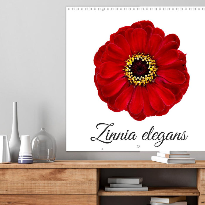 Zinnia elegans (CALVENDO Calendrier mensuel 2025)