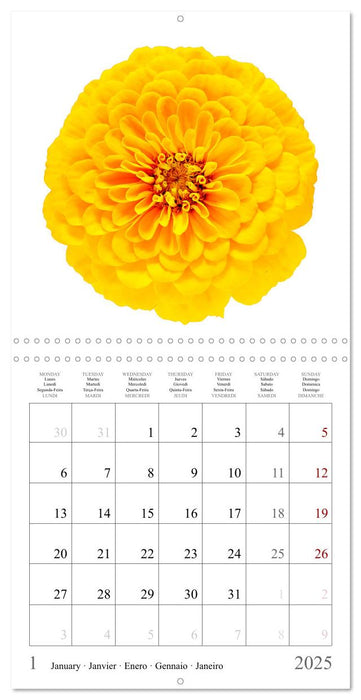 Zinnia elegans (CALVENDO Calendrier mensuel 2025)