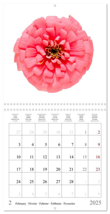 Zinnia elegans (CALVENDO Calendrier mensuel 2025)