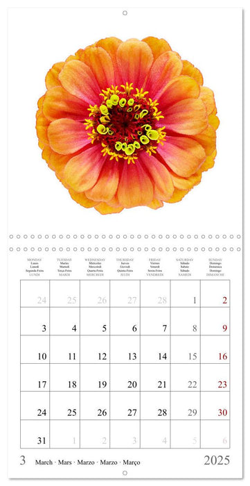 Zinnia elegans (CALVENDO Calendrier mensuel 2025)