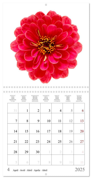 Zinnia elegans (CALVENDO Calendrier mensuel 2025)